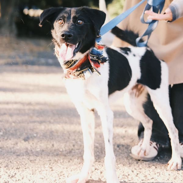 【待認養】混種犬 狗 (女生) - 彰化縣流浪狗中途之家