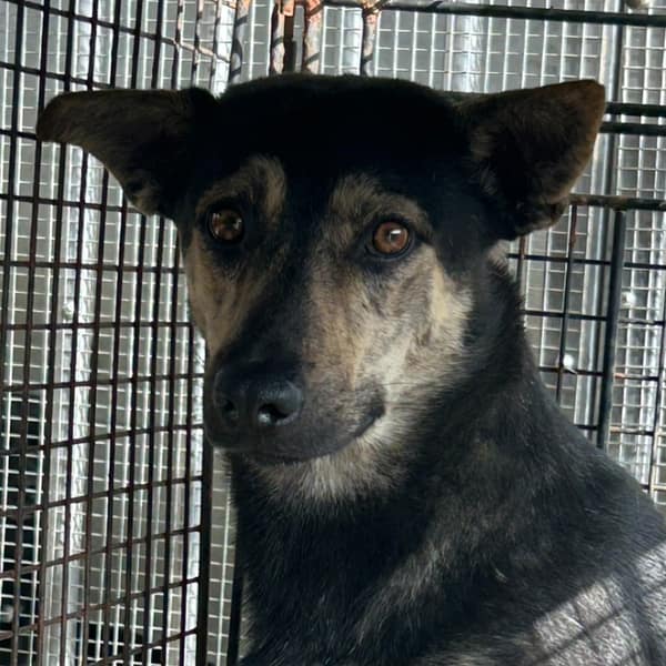 【待認養】混種犬 狗 (男生) - 澎湖縣流浪動物收容中心