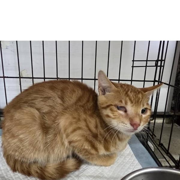 【待認養】混種貓 貓 (男生) - 臺北市動物之家