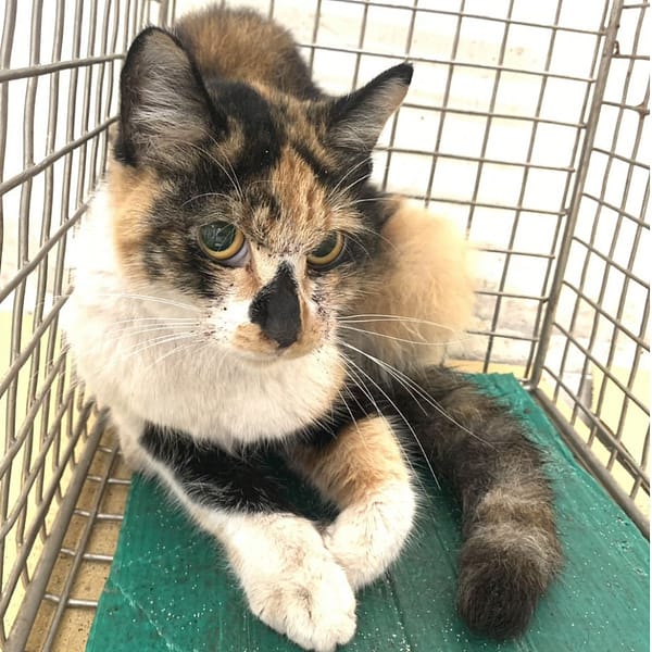 【待認養】混種貓 貓 (女生) - 臺北市動物之家