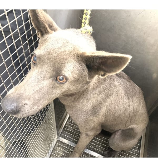 【待認養】混種犬 狗 (女生) - 臺北市動物之家