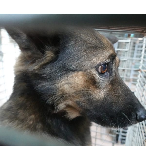 【待認養】混種犬 狗 (女生) - 臺南市動物之家灣裡站