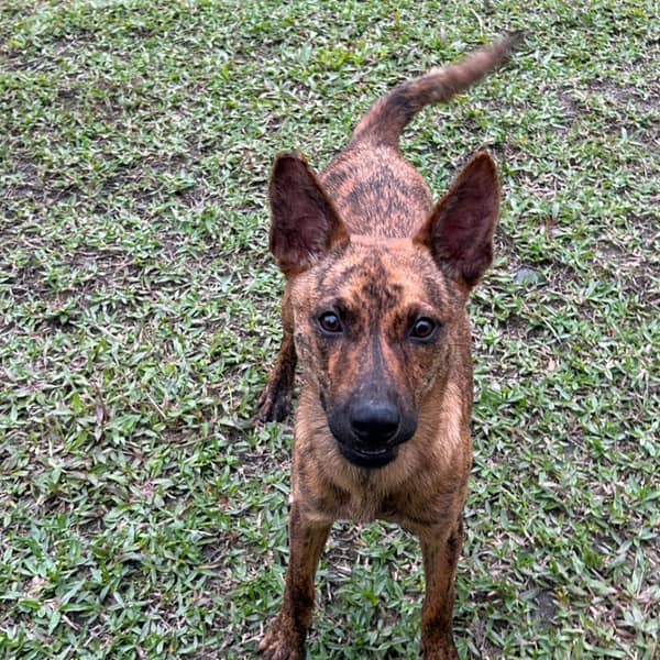 【待認養】混種犬 狗 (女生) - 新北市瑞芳區公立動物之家