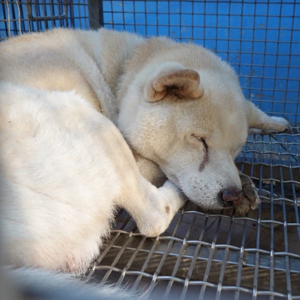 【待認養】柴犬 狗 (男生) - 臺南市動物之家灣裡站