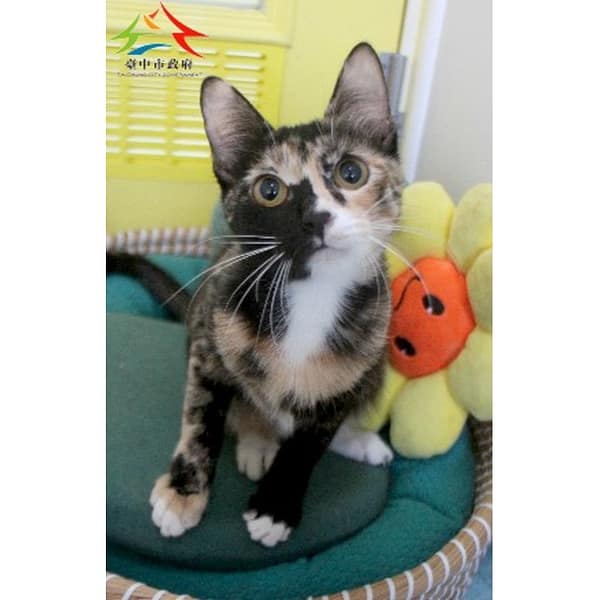 【待認養】混種貓 貓 (女生) - 臺中市動物之家后里園區