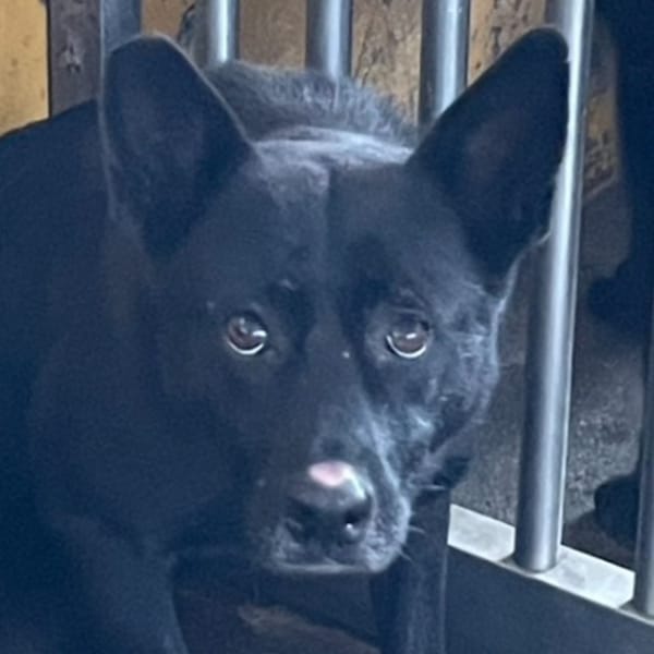 【待認養】混種犬 狗 (女生) - 澎湖縣流浪動物收容中心