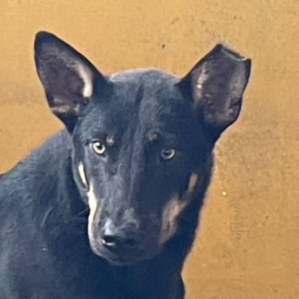 【待認養】混種犬 狗 (男生) - 澎湖縣流浪動物收容中心
