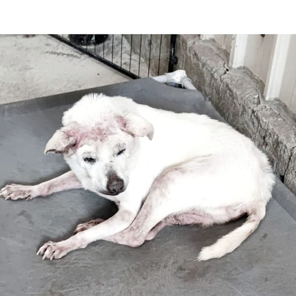 【待認養】混種犬 狗 (男生) - 新北市中和區公立動物之家