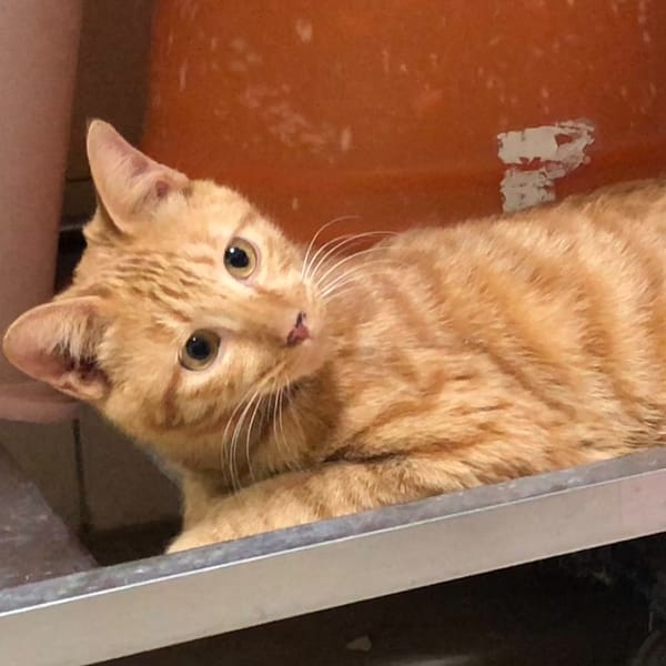 【待認養】混種貓 貓 (男生) - 臺南市動物之家灣裡站