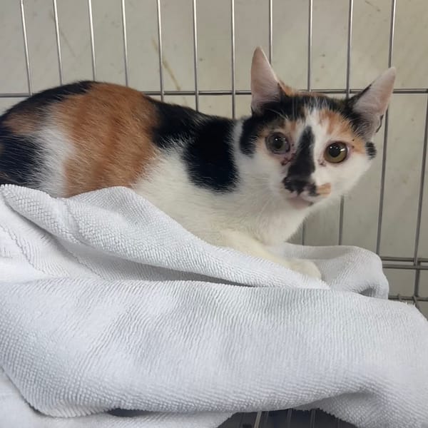 【待認養】混種貓 貓 (女生) - 新北市五股區公立動物之家