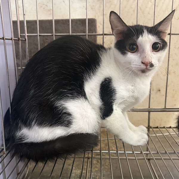 【待認養】混種貓 貓 (女生) - 新北市五股區公立動物之家