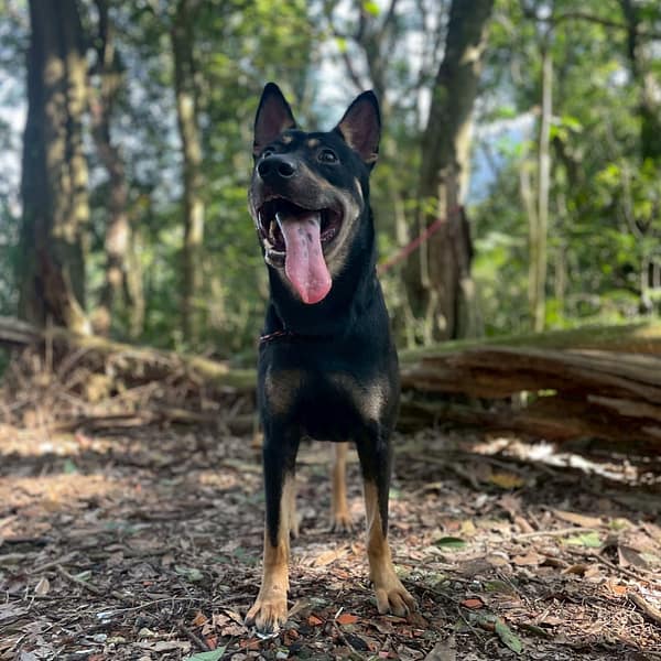 【待認養】混種犬 狗 (男生) - 新北市新店區公立動物之家