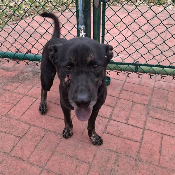 【待認養】混種犬 狗 (男生) - 苗栗縣動物保護教育園區