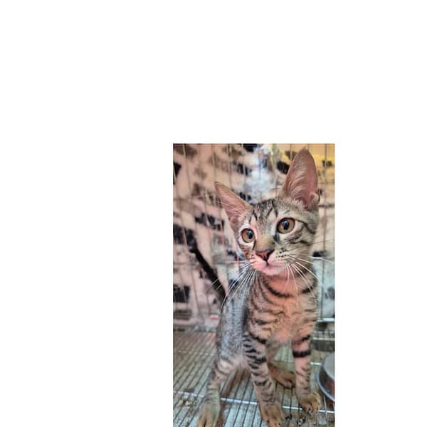 【待認養】混種貓 貓 (女生) - 新北市八里區公立動物之家