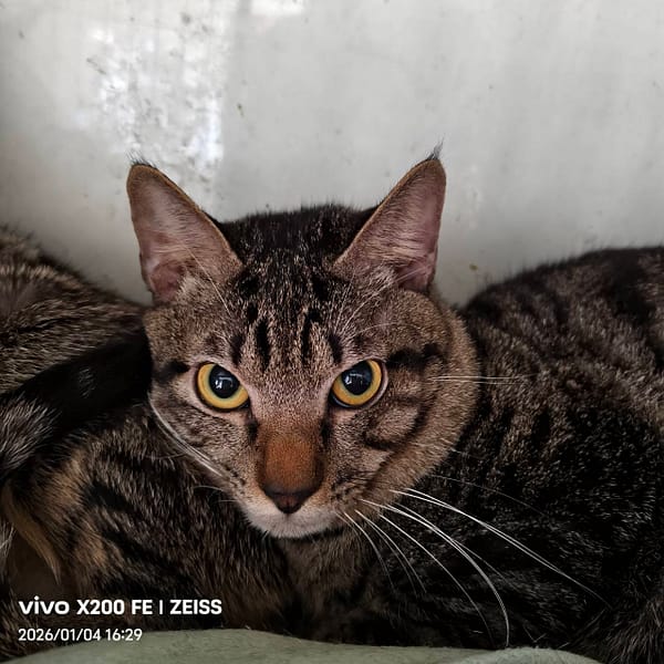 【待認養】混種貓 貓 (男生) - 新北市三芝區公立動物之家