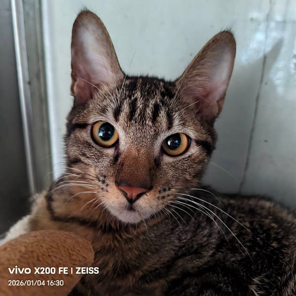 【待認養】混種貓 貓 (男生) - 新北市三芝區公立動物之家