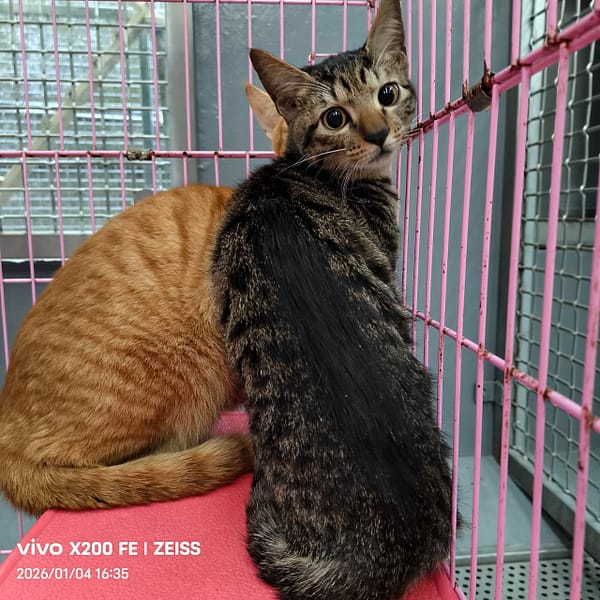 【待認養】混種貓 貓 (男生) - 新北市三芝區公立動物之家
