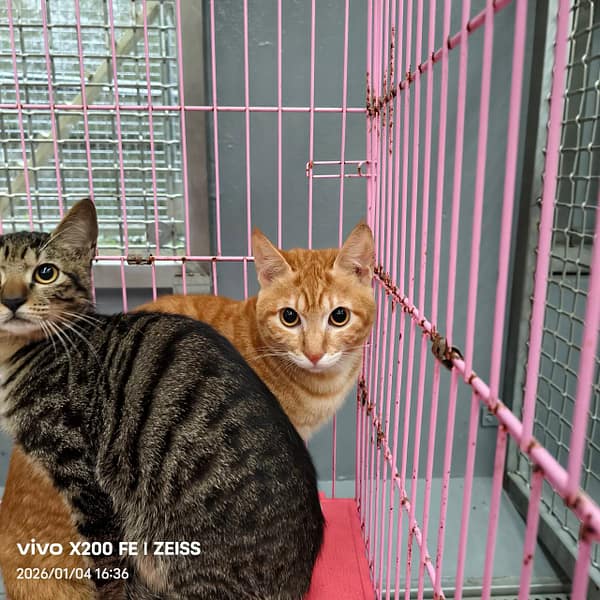 【待認養】混種貓 貓 (男生) - 新北市三芝區公立動物之家