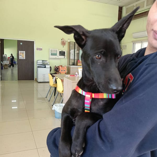 【待認養】混種犬 狗 (男生) - 屏東縣公立犬貓中途之家