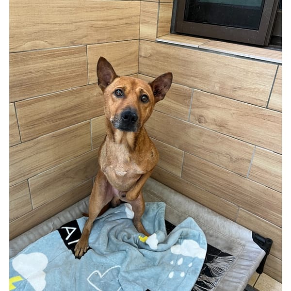 【待認養】混種犬 狗 (男生) - 新北市瑞芳區公立動物之家