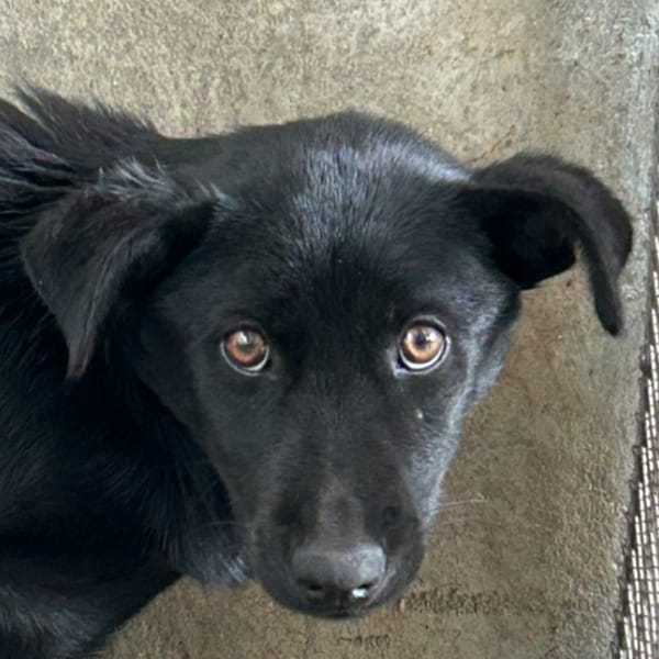 【待認養】混種犬 狗 (女生) - 澎湖縣流浪動物收容中心