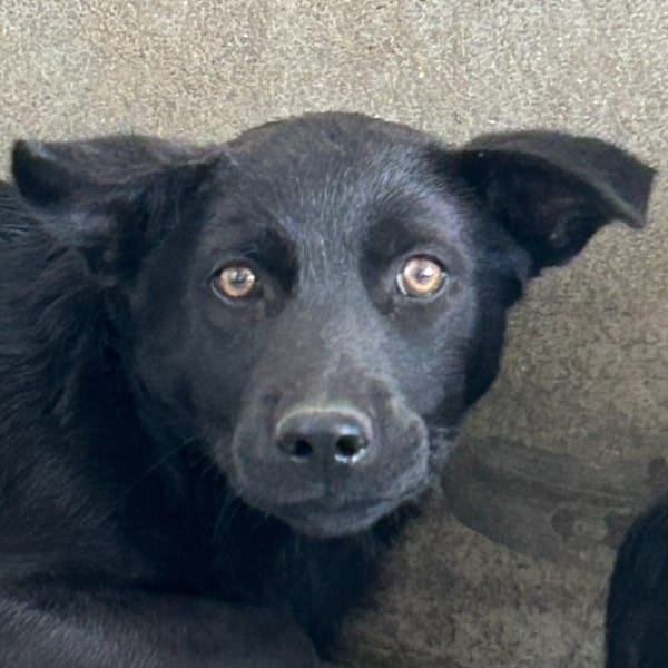 【待認養】混種犬 狗 (男生) - 澎湖縣流浪動物收容中心
