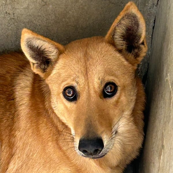 【待認養】混種犬 狗 (女生) - 澎湖縣流浪動物收容中心