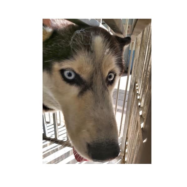 【待認養】哈士奇(西伯利亞雪橇犬) 狗 (男生) - 臺南市動物之家灣裡站