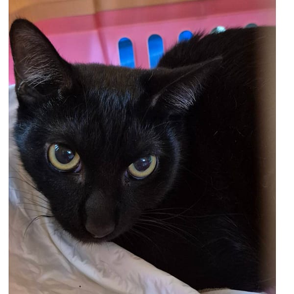 【待認養】混種貓 貓 (女生) - 新北市八里區公立動物之家