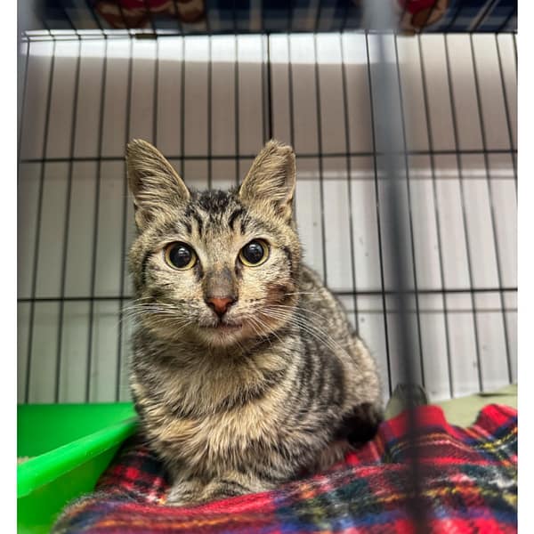 【待認養】混種貓 貓 (男生) - 新北市淡水區公立動物之家