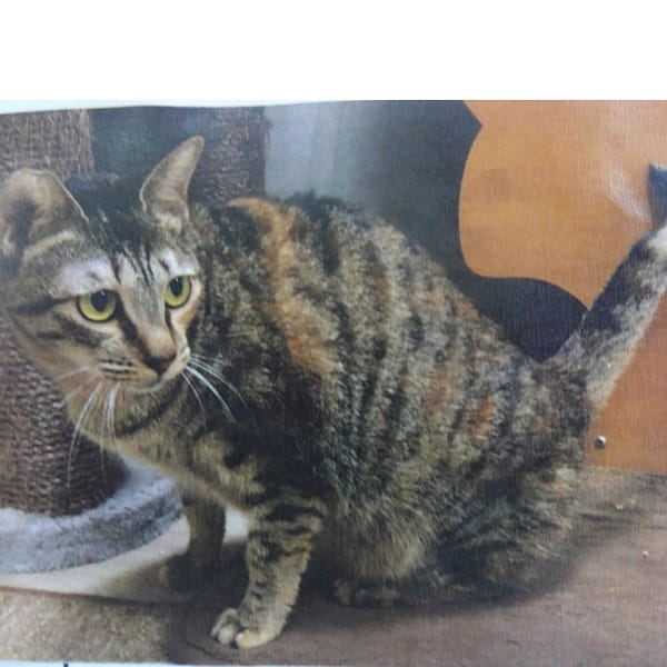 【待認養】混種貓 貓 (女生) - 臺南市動物之家灣裡站