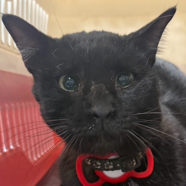 【待認養】混種貓 貓 (男生) - 臺南市動物之家善化站