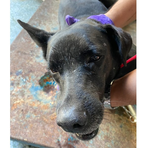 【待認養】混種犬 狗 (男生) - 臺南市動物之家善化站