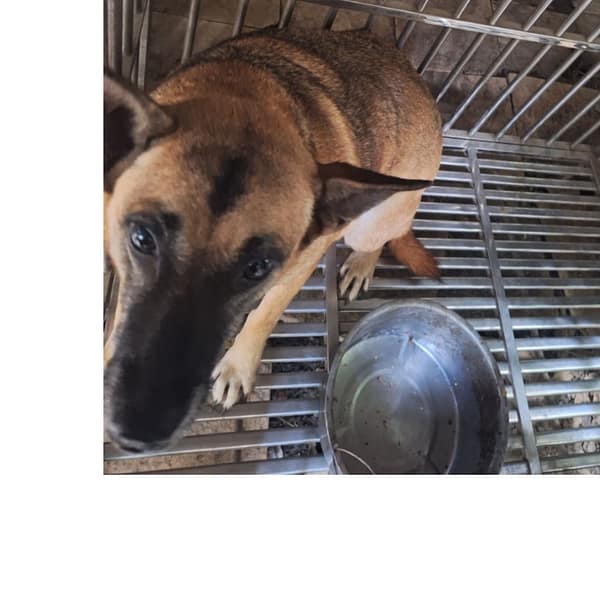 【待認養】混種犬 狗 (男生) - 雲林縣流浪動物收容所