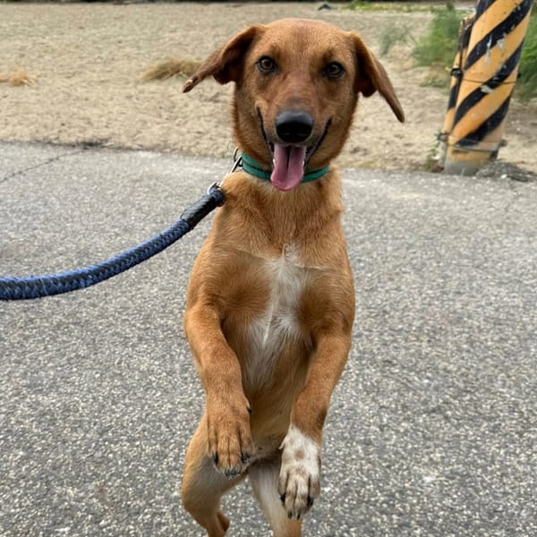 【待認養】混種犬 狗 (女生) - 臺南市動物之家灣裡站