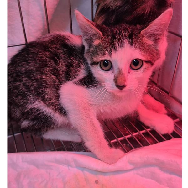 【待認養】混種貓 貓 (女生) - 新北市八里區公立動物之家