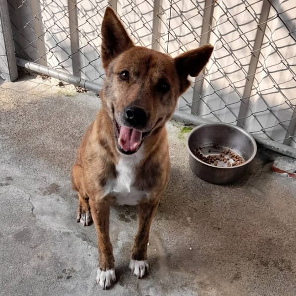 【待認養】混種犬 狗 (男生) - 雲林縣流浪動物收容所