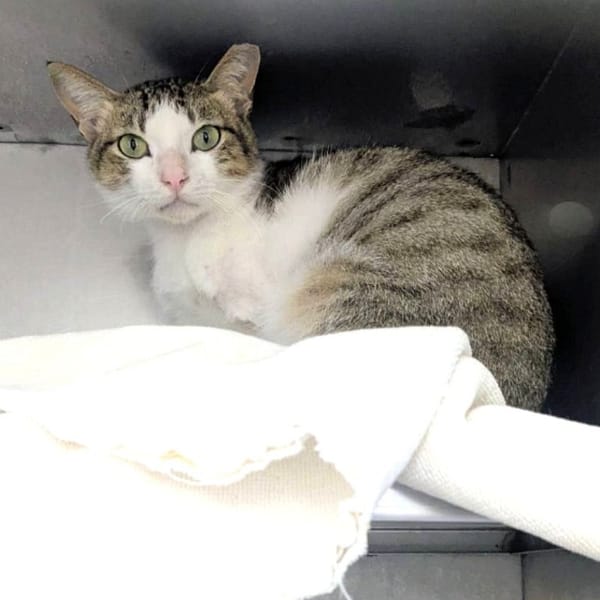 【待認養】混種貓 貓 (男生) - 新竹縣動物保護教育園區