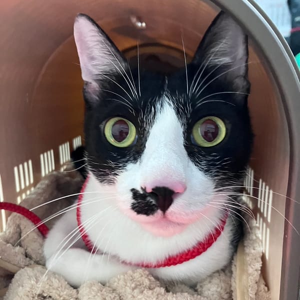 【待認養】混種貓 貓 (男生) - 新北市新店區公立動物之家