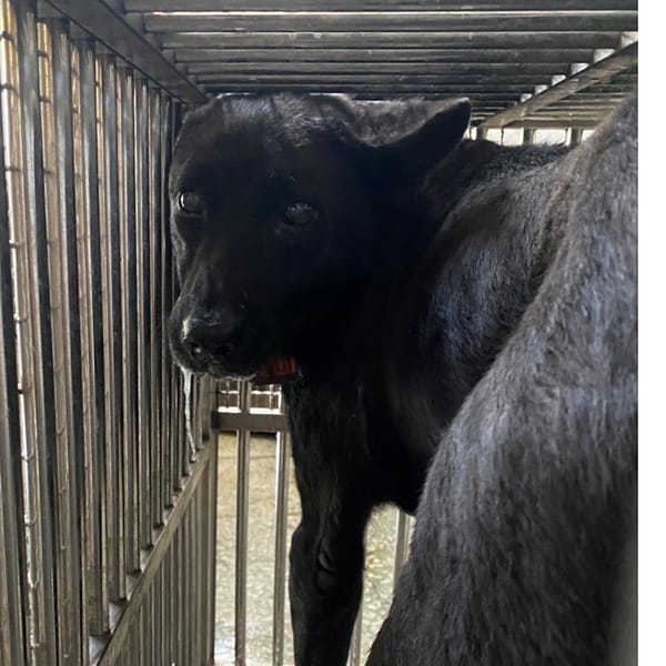 【待認養】混種犬 狗 (男生) - 臺南市動物之家善化站