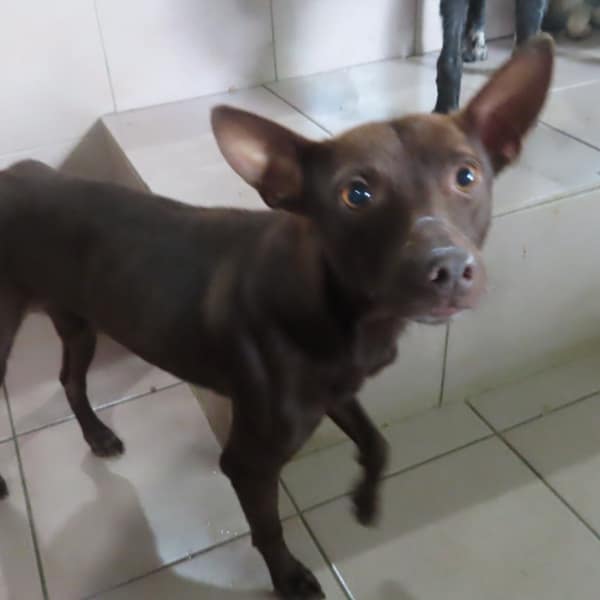 【待認養】混種犬 狗 (男生) - 臺南市動物之家灣裡站