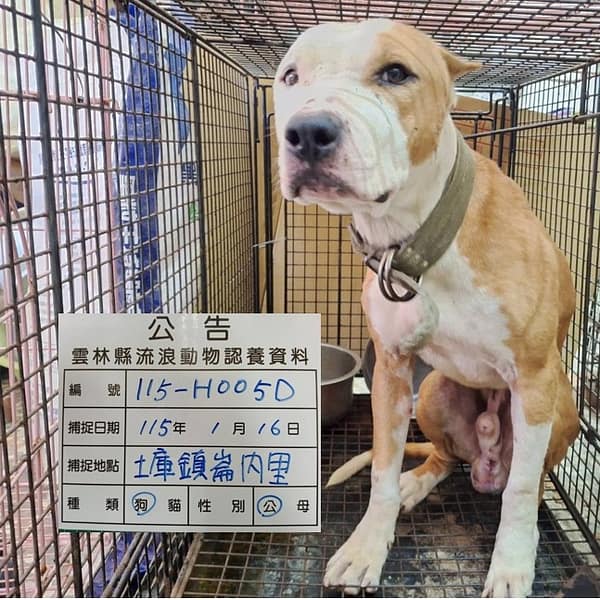 【待認養】比特犬 狗 (男生) - 雲林縣流浪動物收容所