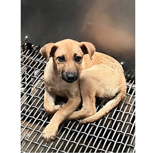 【待認養】混種犬 狗 (女生) - 彰化縣流浪狗中途之家