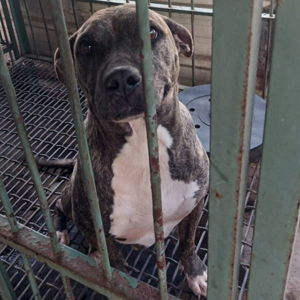 【待認養】比特犬 狗 (女生) - 雲林縣流浪動物收容所