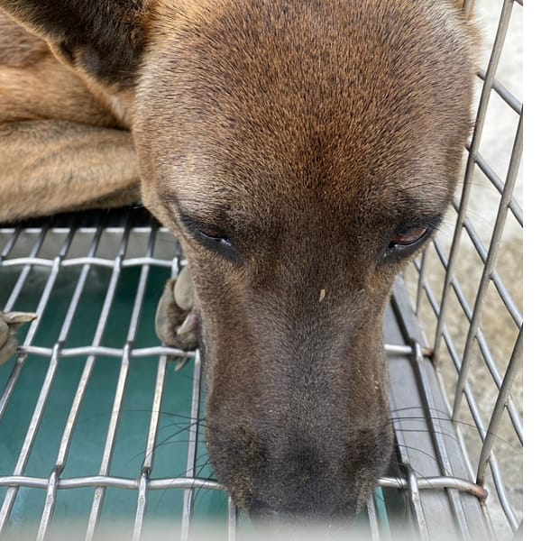 【待認養】混種犬 狗 (女生) - 臺南市動物之家善化站