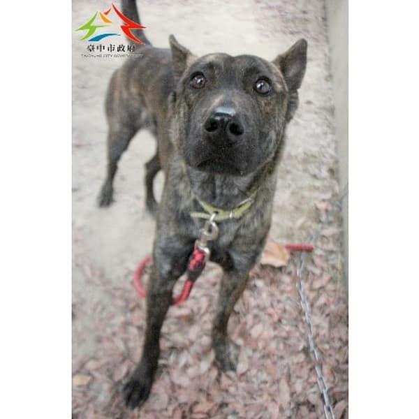 【待認養】混種犬 狗 (男生) - 臺中市動物之家后里園區