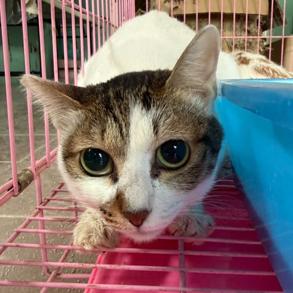 【待認養】混種貓 貓 (女生) - 臺南市動物之家善化站