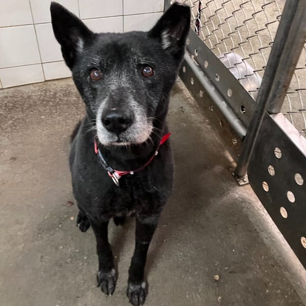 【待認養】混種犬 狗 (男生) - 新北市新店區公立動物之家