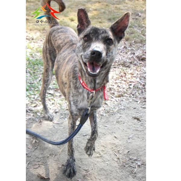 【待認養】混種犬 狗 (女生) - 臺中市動物之家后里園區