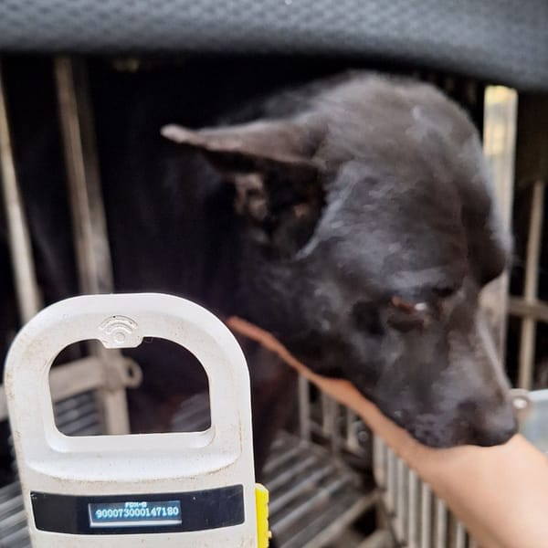 【待認養】混種犬 狗 (男生) - 雲林縣流浪動物收容所